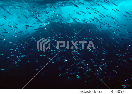School of sardines, fish school, sardines, underwater photograph School of sardines, fish school, sardines, underwater photograph 140685731