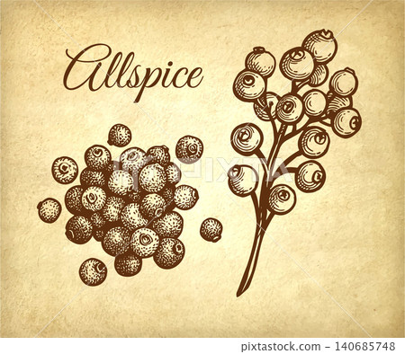Allspice ink sketch on old paper Allspice ink sketch on old paper 140685748