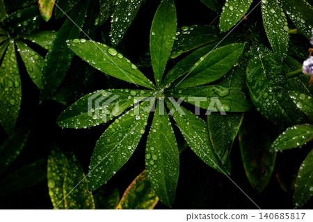 被晨露打濕的草葉 被晨露打濕的草葉 140685817