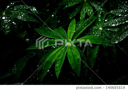 被晨露打濕的草葉 被晨露打濕的草葉 140685819