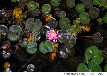 Water lilies floating on the water's surface at Lake Kizaki, Omachi City, Nagano Prefecture Water lilies floating on the water's surface at Lake Kizaki, Omachi City, Nagano Prefecture 140685969