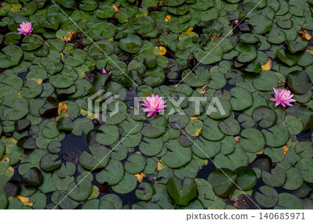 Water lilies floating on the water's surface at Lake Kizaki, Omachi City, Nagano Prefecture Water lilies floating on the water's surface at Lake Kizaki, Omachi City, Nagano Prefecture 140685971