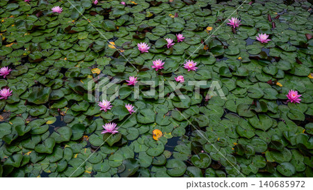Water lilies floating on the water's surface at Lake Kizaki, Omachi City, Nagano Prefecture Water lilies floating on the water's surface at Lake Kizaki, Omachi City, Nagano Prefecture 140685972