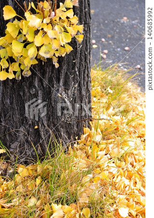 Ginkgo leaves in autumn colors, fallen leaves 140685992