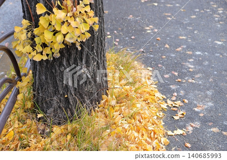 Ginkgo leaves in autumn colors, fallen leaves Ginkgo leaves in autumn colors, fallen leaves 140685993