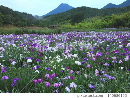 鳶尾花盛開的神樂湖和由布山(別府市) 鳶尾花盛開的神樂湖和由布山(別府市) 140686133