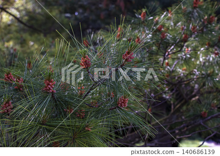 Eastern white pine branch with fresh needle growth Eastern white pine branch with fresh needle growth 140686139