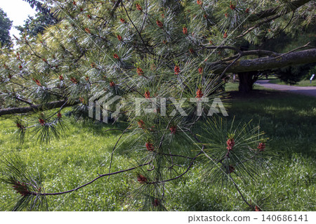 Pinus strobus branch with characteristic soft evergreen needles Pinus strobus branch with characteristic soft evergreen needles 140686141