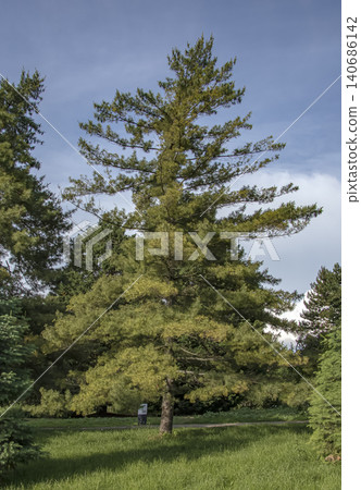 Mature Pinus strobus tree growing in botanical garden 140686142