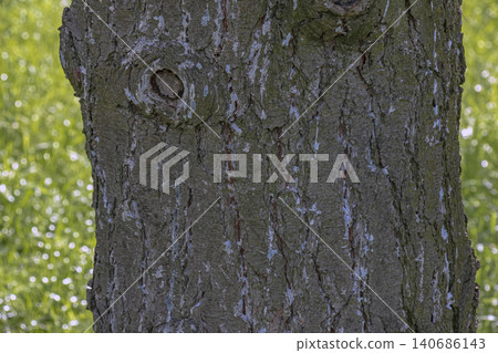 Eastern white pine bark texture on mature Pinus strobus trunk Eastern white pine bark texture on mature Pinus strobus trunk 140686143