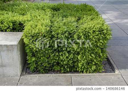 Lonicera nitida ornamental hedge in urban landscape design in Nitra, Slovakia Lonicera nitida ornamental hedge in urban landscape design in Nitra, Slovakia 140686146