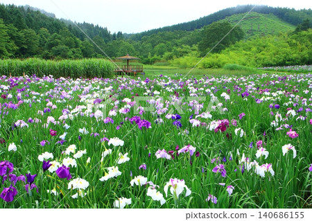 Irises in bloom at Kagurame Lake (Beppu City) Irises in bloom at Kagurame Lake (Beppu City) 140686155