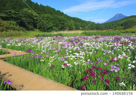 鳶尾花盛開的神樂湖和由布山(別府市) 鳶尾花盛開的神樂湖和由布山(別府市) 140686156