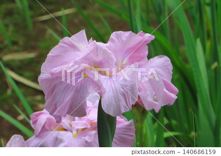 「桃源(伊勢)」(別府市神樂目菖蒲花園) 「桃源(伊勢)」(別府市神樂目菖蒲花園) 140686159