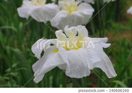 「城台(肥後)」(別府市神樂目菖蒲花園) 「城台(肥後)」(別府市神樂目菖蒲花園) 140686160