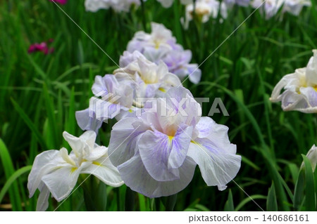 "Light Makeup (Edo Period)" (Kagurameko Iris Garden, Beppu City) 140686161