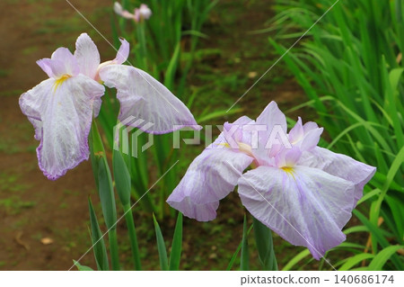 "Summer Clouds (Edo)" (Kagurameko Iris Garden, Beppu City) 140686174