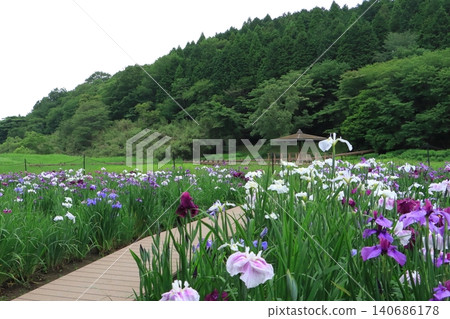 初夏的神樂目菖蒲花園（別府市） 140686178