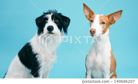 Two pet dogs showing friendship and companionship 140686207