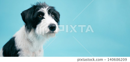 Cute puppy dog looking sideways on blue background Cute puppy dog looking sideways on blue background 140686209
