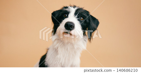 Curious black and white puppy looking directly at camera Curious black and white puppy looking directly at camera 140686210