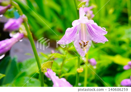 紫色的玉簪花,被雨季的雨水浸濕。 紫色的玉簪花,被雨季的雨水浸濕。 140686259
