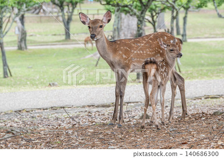 Deer parent and child Nara Park Deer parent and child Nara Park 140686300