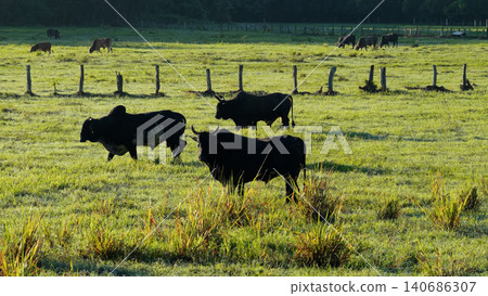 Bulls grazing in a pasture on a sunny morning Bulls grazing in a pasture on a sunny morning 140686307