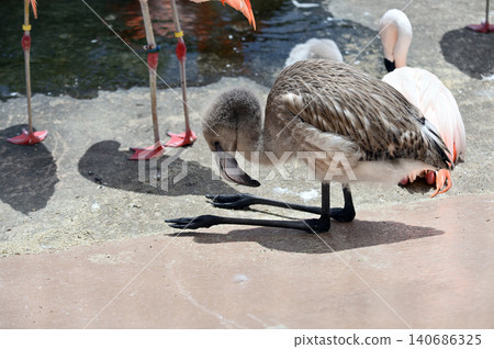 Child of Flamingo Child of Flamingo 140686325