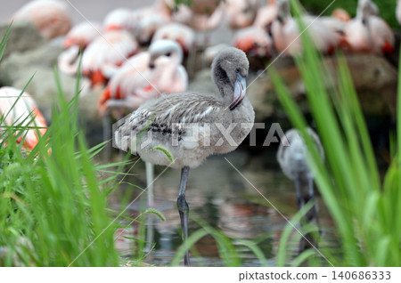 Child of Flamingo Child of Flamingo 140686333