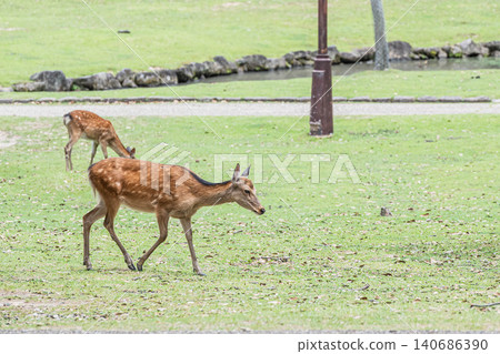 Deer (female) in Nara Park Deer (female) in Nara Park 140686390