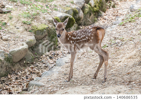 A fawn in Nara Park A fawn in Nara Park 140686535