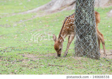 A fawn in Nara Park A fawn in Nara Park 140686538