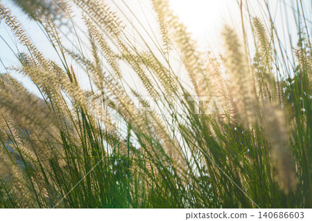 A panoramic closeup view of grass field, lawn with pennisetum villosum flowers, at daytime, Jeddah, Saudi Arabia 140686603