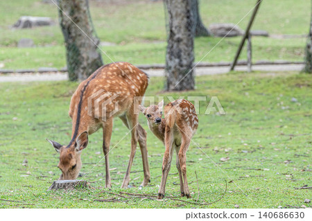 鹿父母和孩子奈良公園 140686630