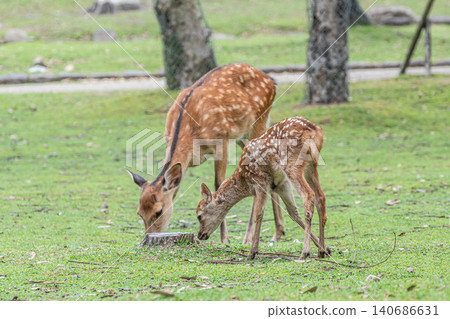 鹿父母和孩子奈良公園 140686631