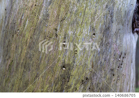 Close-up of Tree Trunk Texture as a natural background Close-up of Tree Trunk Texture as a natural background 140686705