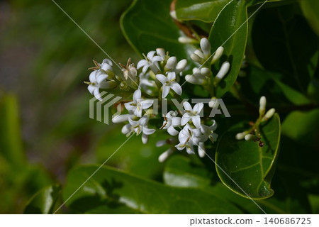 The difference between this plant and Chinese privet (Ligustrum lucidum), or Japanese privet (Ligustrum japonicum), is that its fruit is spherical and the veins of its leaves are visible through the leaves. The difference between this plant and Chinese privet (Ligustrum lucidum), or Japanese privet (Ligustrum japonicum), is that its fruit is spherical and the veins of its leaves are visible through the leaves. 140686725