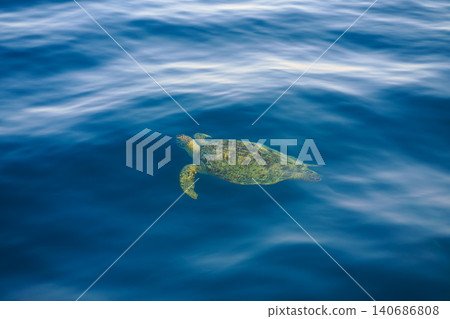 Hurghada, Egypt, a close up view of green sea turtle, swimming in Red Sea Hurghada, Egypt, a close up view of green sea turtle, swimming in Red Sea 140686808