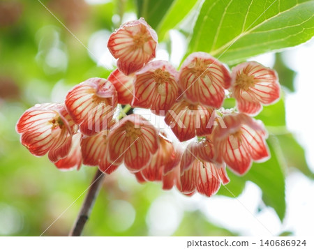 A view of the flowers of Enkianthus campanulatus from below (20260523143643) A view of the flowers of Enkianthus campanulatus from below (20260523143643) 140686924