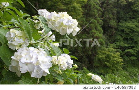 Image of the rainy season: Hydrangeas 140687098