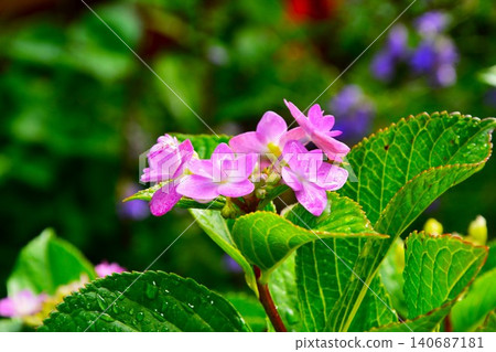 Pink hydrangea flower Pink hydrangea flower 140687181