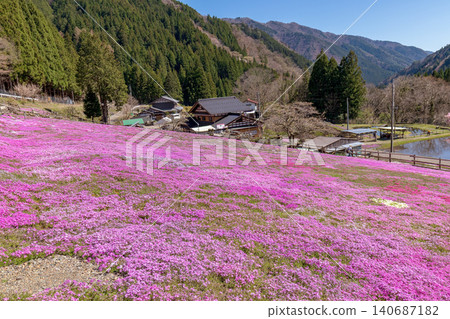 A landscape with moss phlox in full bloom (April, sunny) A landscape with moss phlox in full bloom (April, sunny) 140687182