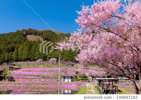 A landscape with moss phlox in full bloom (April, sunny) 140687185
