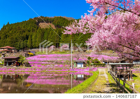 A landscape with moss phlox in full bloom (April, sunny) A landscape with moss phlox in full bloom (April, sunny) 140687187