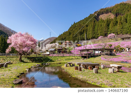 盛開的苔蘚福祿考景觀(四月,晴朗) 盛開的苔蘚福祿考景觀(四月,晴朗) 140687190