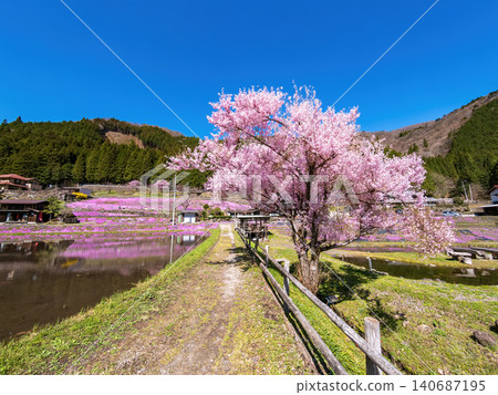 A landscape with moss phlox in full bloom (April, sunny) A landscape with moss phlox in full bloom (April, sunny) 140687195