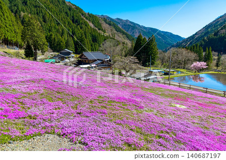 A landscape with moss phlox in full bloom (April, sunny) A landscape with moss phlox in full bloom (April, sunny) 140687197