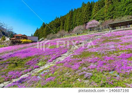 A landscape with moss phlox in full bloom (April, sunny) A landscape with moss phlox in full bloom (April, sunny) 140687198
