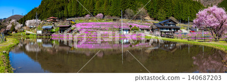 A landscape with moss phlox in full bloom (April, sunny) A landscape with moss phlox in full bloom (April, sunny) 140687203